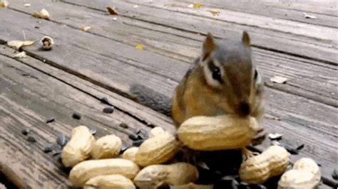 Best Funny Gifs And Animated Gifs Updated Daily.